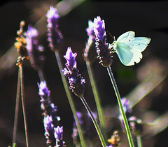 Papillon "La piéride de la rave"