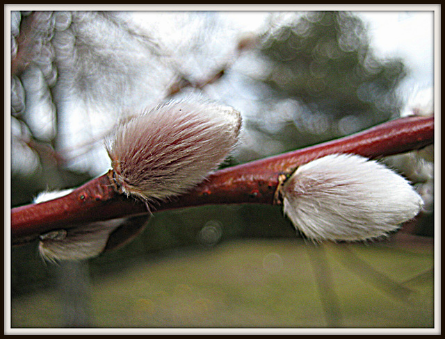 66/365 - Salix acutifolia W.