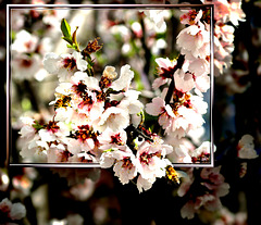 Blüten des Mandelbaum.  ©UdoSm