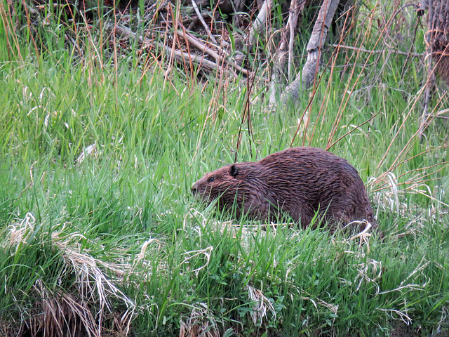 Beaver, Carburn Park