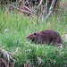 Beaver, Carburn Park