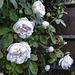 White Rose for HFF and H.A.N.W.E