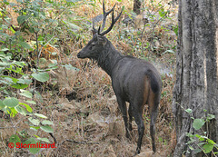 Sambhar Deer Rusa unicolor) in Huai Nam Dang National Park