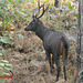 Sambhar Deer Rusa unicolor) in Huai Nam Dang National Park