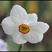 Narcissus poeticus (1)