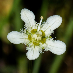 Fringed Grass-of-Parnassus / Parnassia fimbriata