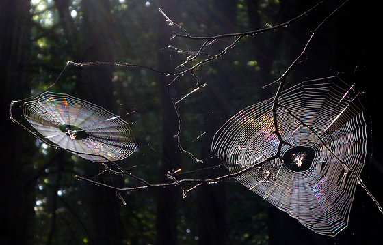 Spinnennetze im Gegenlicht Spinnennetze im Gegenlicht
