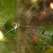 Spider web, Little Tobago, Day 3