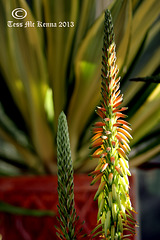 Aloe Flower  2 046