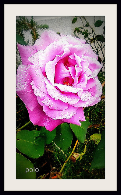 Rosa con algo de lluvia
