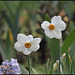Narcissus poeticus (3)