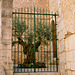 Der Zaun beim Olivenbaum