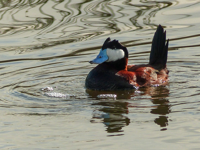 Ruddy Duck male