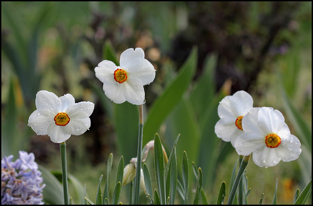 Narcissus poeticus (4)
