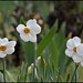 Narcissus poeticus (4)