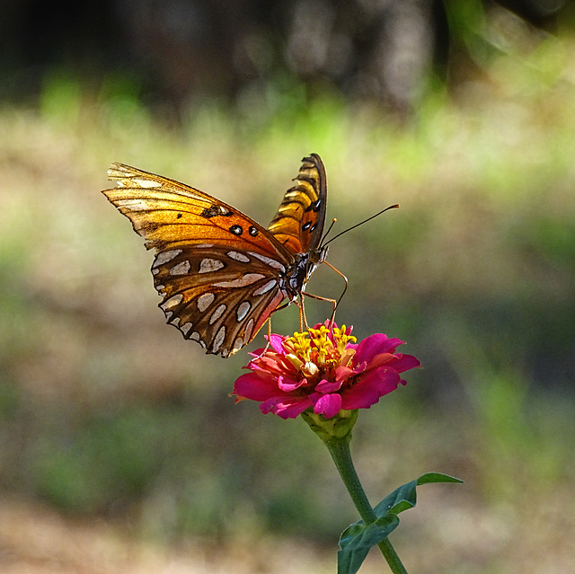 Gulf Fritillary (Agraulis vanillae) tired and worn but still beautiful