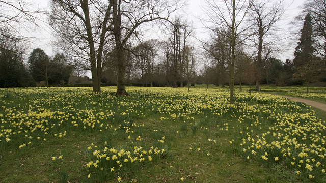 Just a few Daffodils