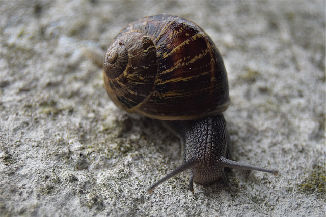 Snail found in Germany!!   Schnecke in Deutschland gefunden !!