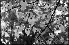 Blossoms, handkerchief tree SE5.