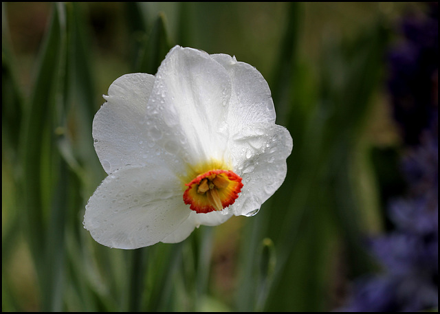 Narcissus poeticus (5)