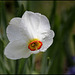 Narcissus poeticus (5)