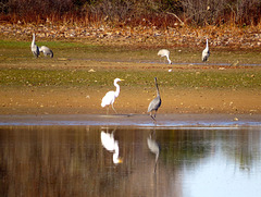 Egret, herons & cranes