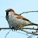 House sparrow (Passer domesticus) –  a citizen of the world