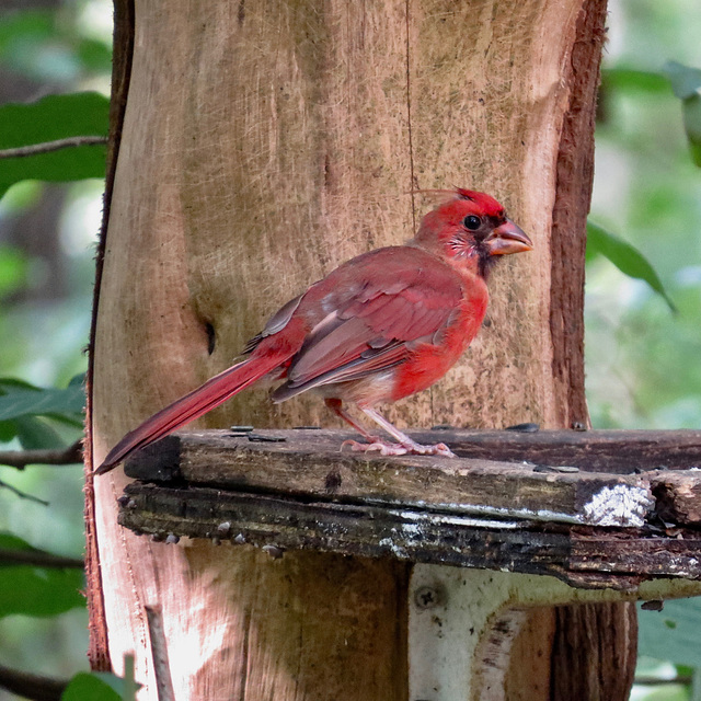 Juvenile male northern cardinal