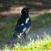Magpie posing for me