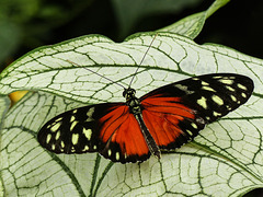 Tiger Longwing butterfly / Heliconius hecale