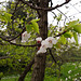 abricotier, cerisier, printemps