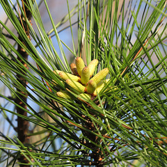 Short-leaf pine flowers
