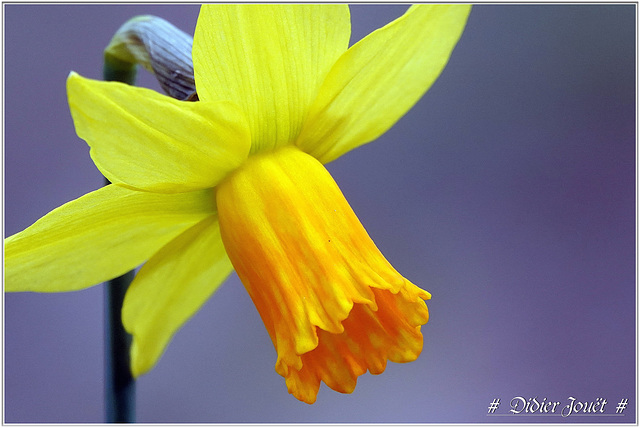 Narcisse (Narcissus)