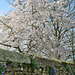 Cherry tree in full bloom - 1 x PiP