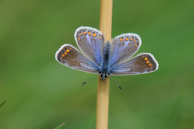 common blue female
