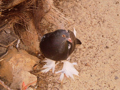Pouter pigeon (Columba livia).