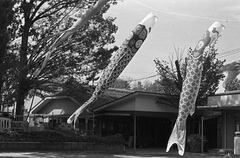Carp streamers at a day center