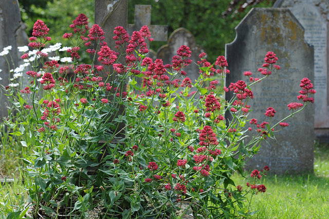 Red Valerian in a Country Churchyard