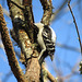 Downy woodpecker sticking her tongue out