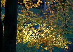 Late Light and Leaves