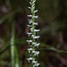 Spiranthes odorata (Fragrant Ladies'-tresses orchid)