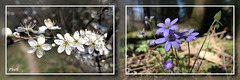 Blumen im Wald / flowers in the wood
