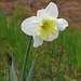 A late-blooming daffodil