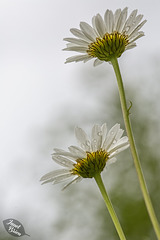 Daisies at L.L. Stub Stewart State Park with Updates and 6 insets! (don't miss them!)