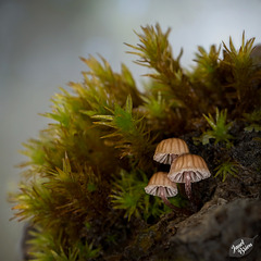 Micro Mushroom Trio! (+7 insets!)
