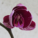 Phalaenopsis cv. flower