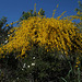 Cytisus arboreus subsp. baeticus, Fabales, Junqueira, Algarve