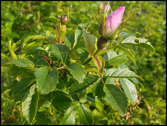 wild rosebud