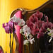 Mes orchidées du moment