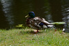 Sweden, Stockholm, The Duck in the Park of Drottningholm